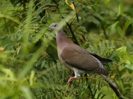 File:Patagioenas cayennensis.jpg