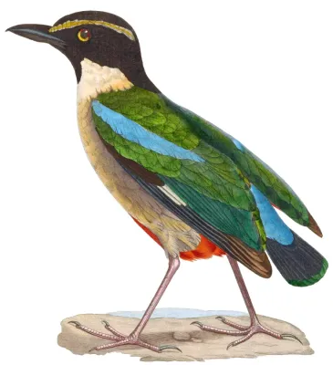 File:Pitta elegans 1838, c.jpg