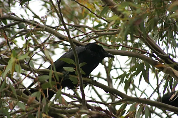 File:Corvus mellori.JPG