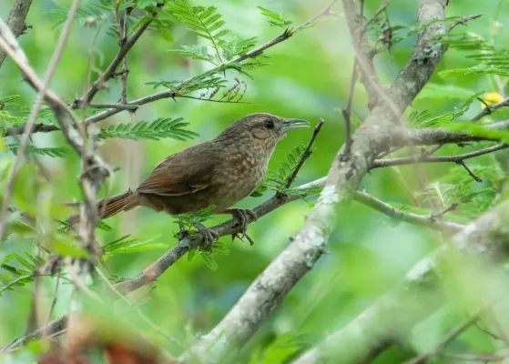 File:Phacellodomus maculipectus - Spot-breasted Thornbird.jpg