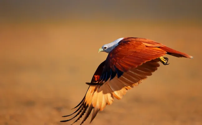 File:Brahminy kite (Haliastur indus), Kuakata Eco-Park.jpg