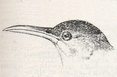 File:Chersophilus duponti.jpg