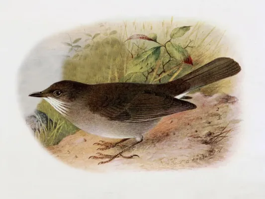File:Turdus arthuri - The birds of British Guiana 1921.jpg