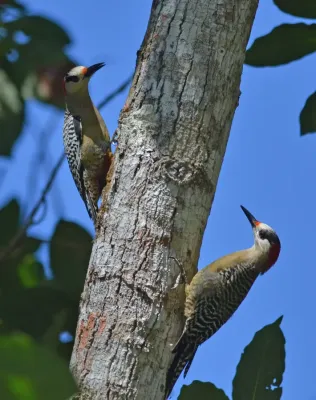 File:Melanerpes superciliaris (16570342558).jpg