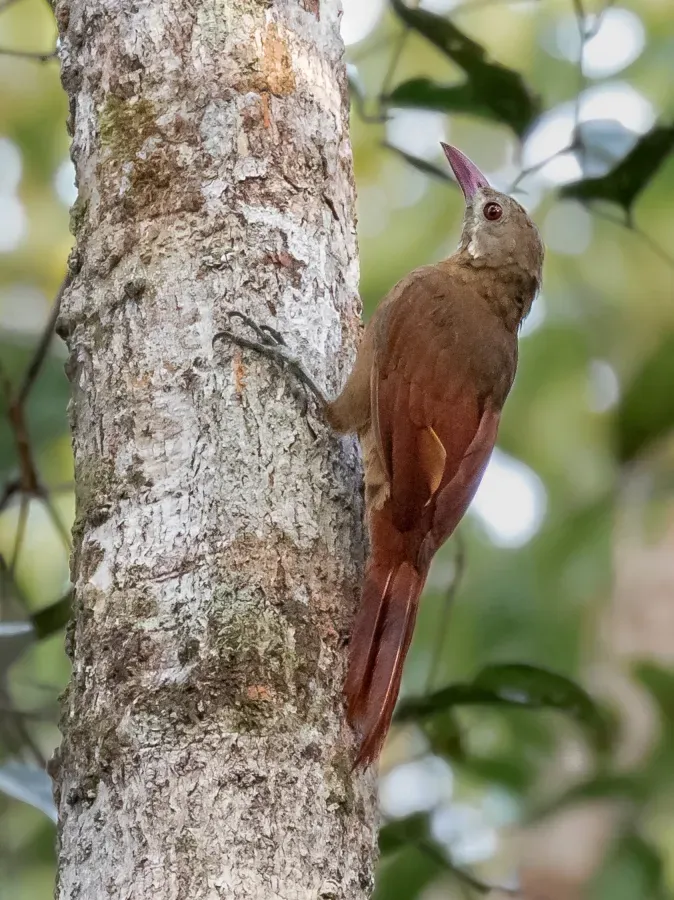 File:Hylexetastes perrotii - Red-billed Woodcreeper; Ramal do Pau Rosa, Manaus, Amazonas, Brazil.jpg