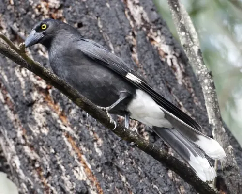 File:Pied Currawong (Strepera graculina).jpg