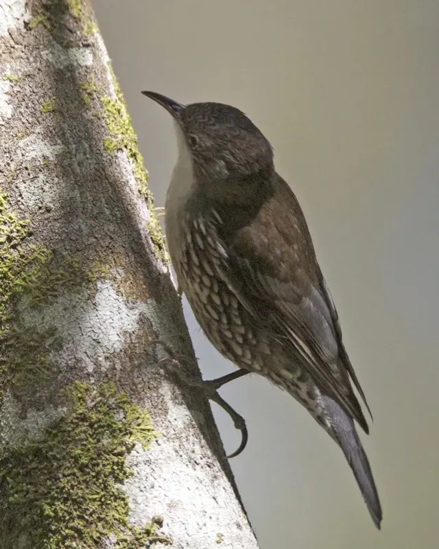 File:White-throated Treecreeper (Cormobates leucophaea) 2.jpg