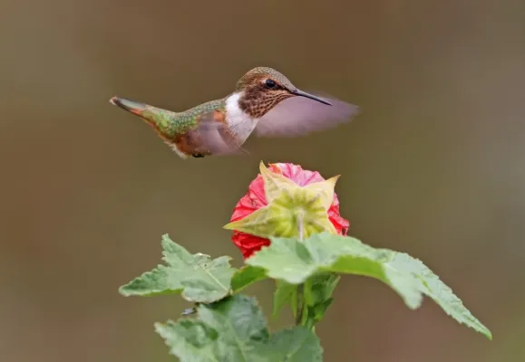 File:Volcano hummingbird (Selasphorus flammula) female in flight 1.jpg