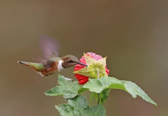 File:Volcano hummingbird (Selasphorus flammula) female in flight 2.jpg