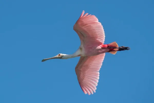 File:2019-02-15 074 Roseate spoonbill (Platalea ajaja) at Sian Ka'an Biosphere Reserve, Mexico.jpg