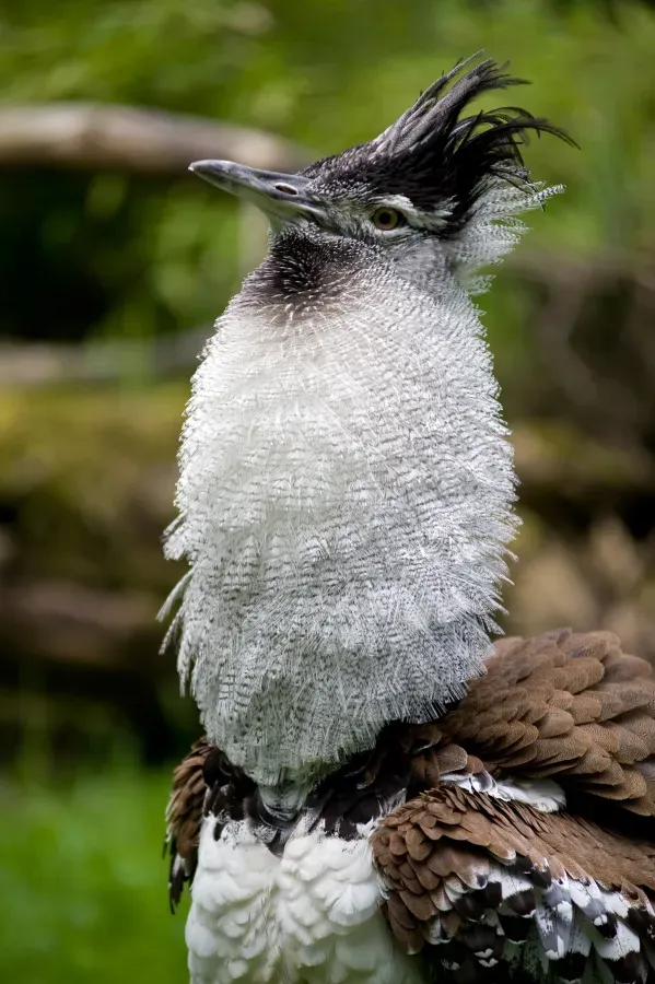 File:Ardeotis kori Riesentrappe Kori Bustard.jpg