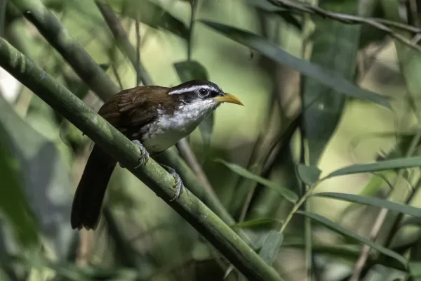 File:Pomatorhinus melanurus, Sinharaja B48A871.jpg
