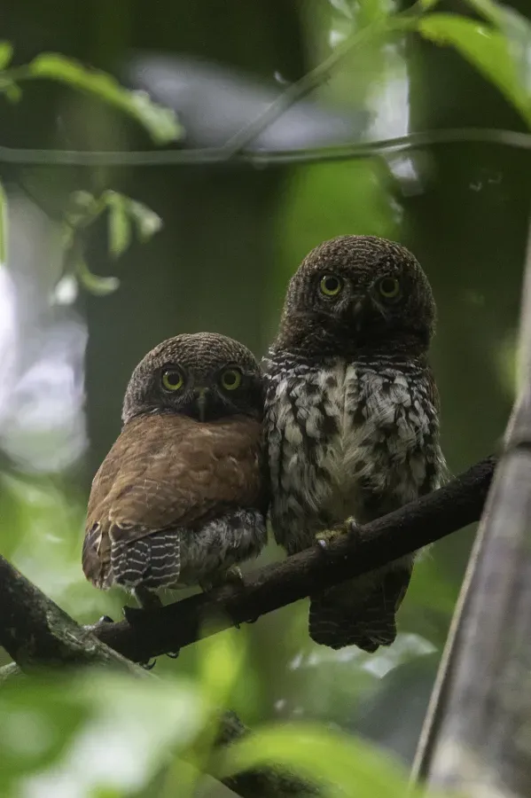 File:Glaucidium castanotum pair, Kudawa Singharaja Rainforest, Sri Lanka.jpg