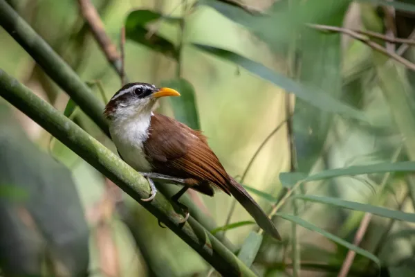 File:Pomatorhinus melanurus, Sinharaja B48A8679.jpg