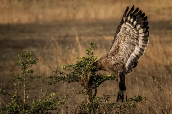File:Crested serpent eagle - (Spilornis cheela) 1.jpg
