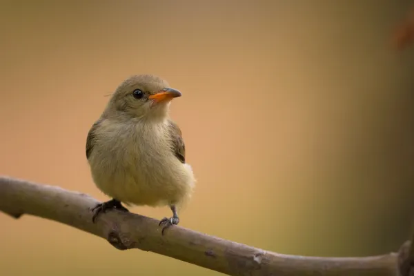 File:Pale-billed flowerpecker or Tickell's flowerpecker (Dicaeum erythrorhynchos).jpg