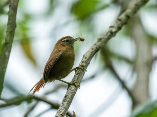 File:Hellmayrea gularis - White-browed Spinetail - Ecuador.jpg