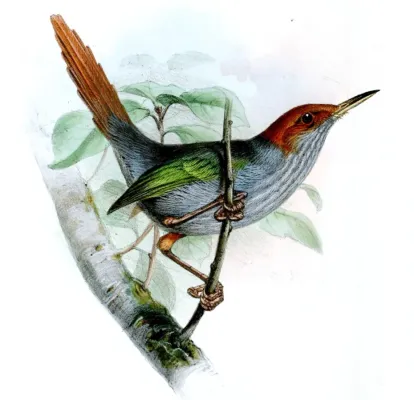File:OrthotomusDerbianusWolf (cropped).jpg