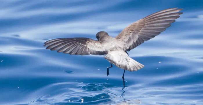 File:Garrodia nereis 1 - SE Tasmania (cropped).jpg