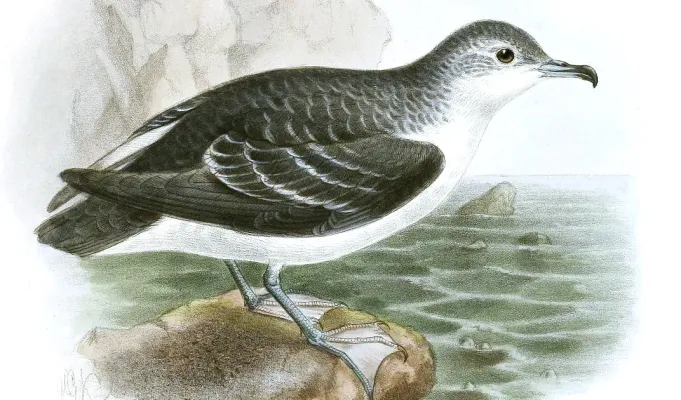 File:PuffinusElegansKeulemans (cropped).jpg