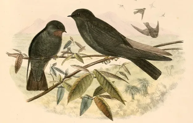 File:Psalidoprocne nitens 1894 (cropped).jpg