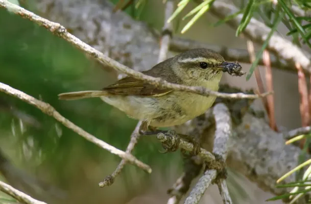 File:Tytler's Leaf Warbler (Phylloscopus tytleri) (39638080561) (cropped).jpg
