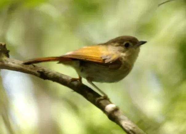File:Javan Fulvetta (Alcippe pyrrhoptera) (cropped).jpg