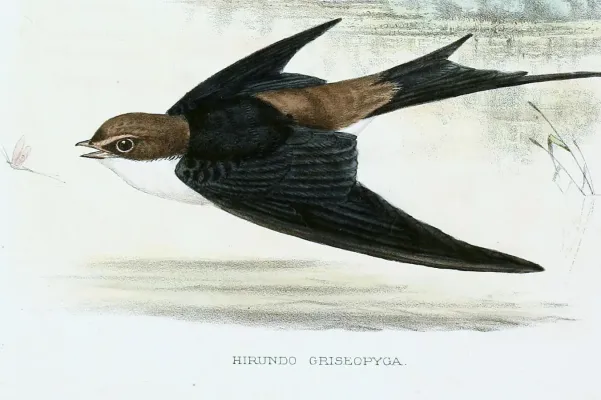 File:Pseudhirundo griseopyga Sharpe (cropped).jpg