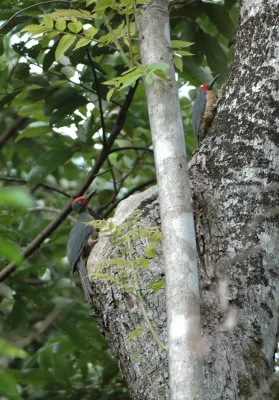 File:Ashy Woodpeckers (Mulleripicus fulvus) on tree trunk.jpg