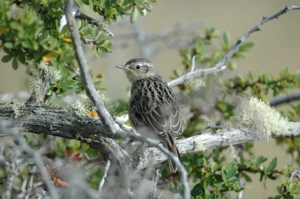 File:Austral Canastero (Asthenes anthoides) from behind.jpg