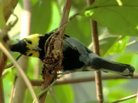 File:Machlolophus spilonotus, Hong Kong (25056660801).jpg
