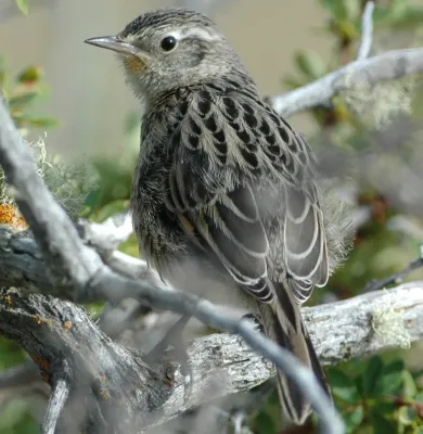 File:Austral Canastero (Asthenes anthoides) from behind (cropped).jpg
