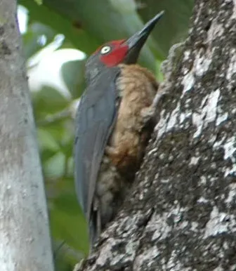 File:Ashy Woodpecker (Mulleripicus fulvus) on tree trunk (crop 2).jpg