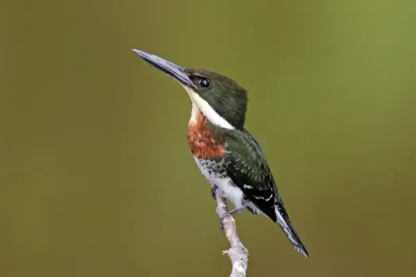 File:Green kingfisher (Chloroceryle americana septentrionalis) male.jpg