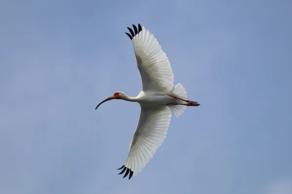File:White ibis (Eudocimus albus ramobustorum) in flight.jpg