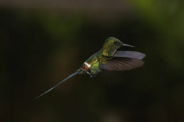 File:Green thorntail (Discosura conversii) male in flight.jpg