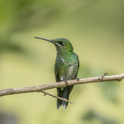 File:Green-crowned brilliant (Heliodoxa jacula henryi) female.jpg