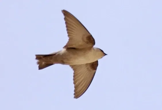 File:Ptyonoprogne obsoleta 1 (cropped).jpg