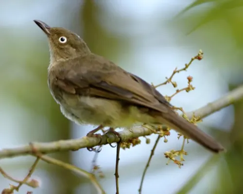 File:Pycnonotus simplex 1.jpg