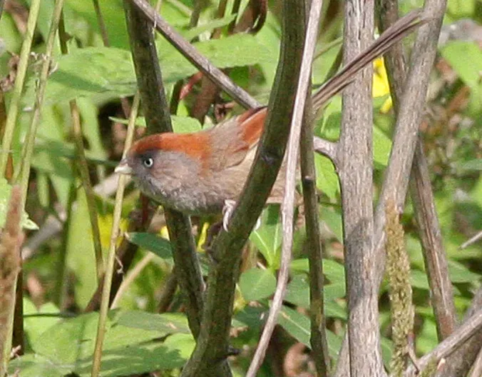 File:Ashy-throated Parrotbill (Sinosuthora alphonsiana) (8077153987) (cropped).jpg