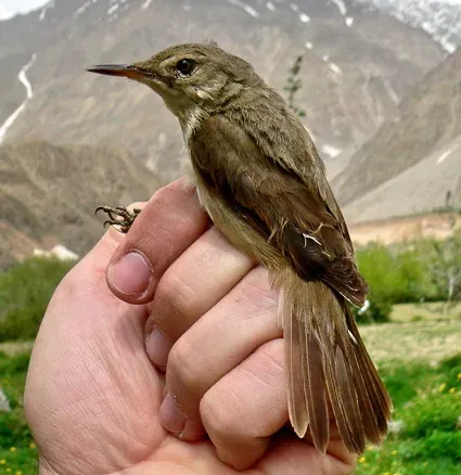 File:Acrocephalus orinus Tajikistan (cropped).jpg