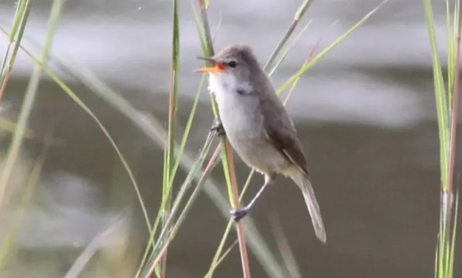 File:Acrocephalus rufescens, Menongue, Birding Weto, a (cropped).jpg