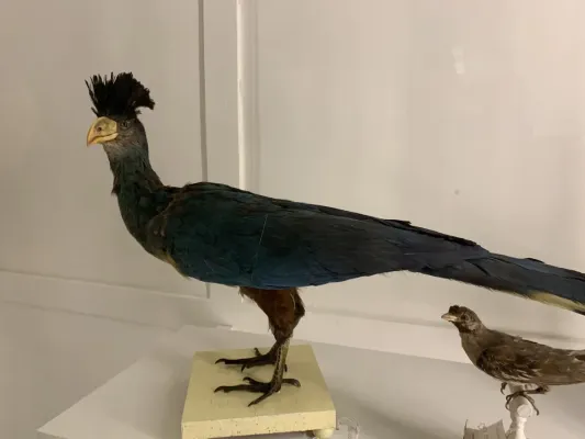File:Taxidermied Great Blue Turaco (Corythaeola cristata) at Museu da Ciência da Universidade de Coimbra.jpg