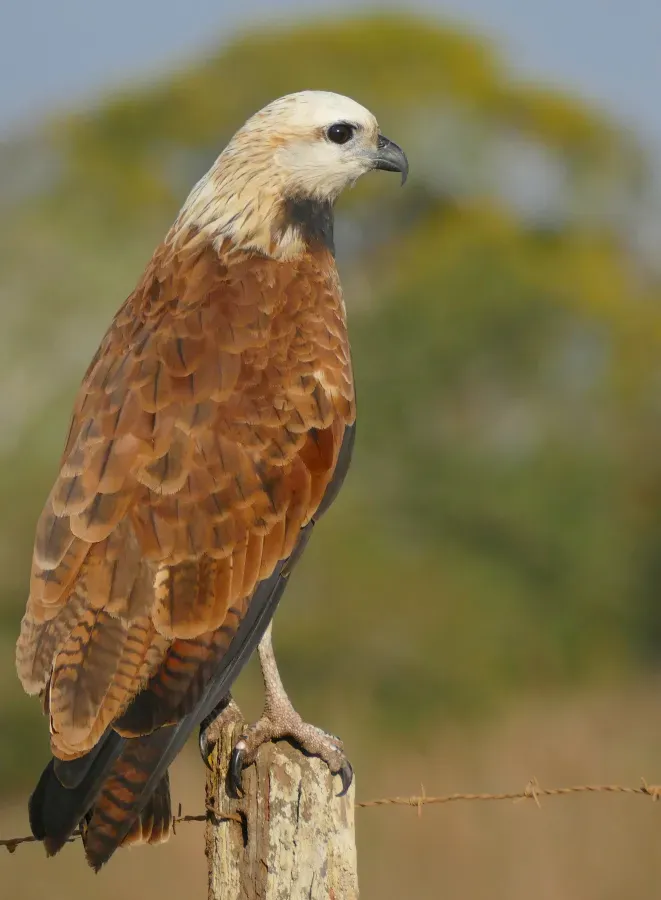 File:Black-collared Hawk (Busarellus nigricollis).jpg