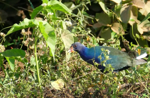 File:Purple Gallinule (Porphyrio martinica).jpg