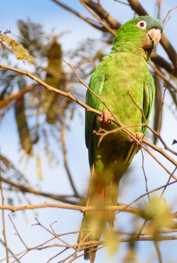 File:Blue-crowned Parakeet (Thectocercus acuticaudatus).jpg