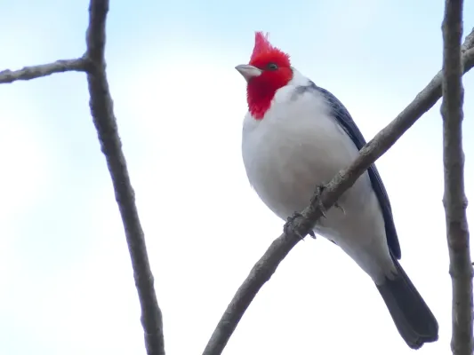 File:Red-crested Cardinal (Paroaria coronata), Poconé, Mato Grosso.jpg