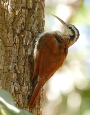 File:Narrow-billed Woodcreeper (Lepidocolaptes angustirostris).jpg