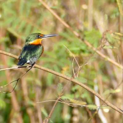 File:American Pygmy Kingfisher (Chloroceryle aenea) male.jpg