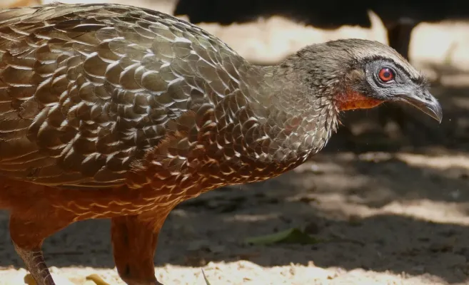 File:Chestnut-bellied Guan (Penelope ochrogaster).jpg